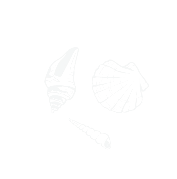 dessin coquillages fond