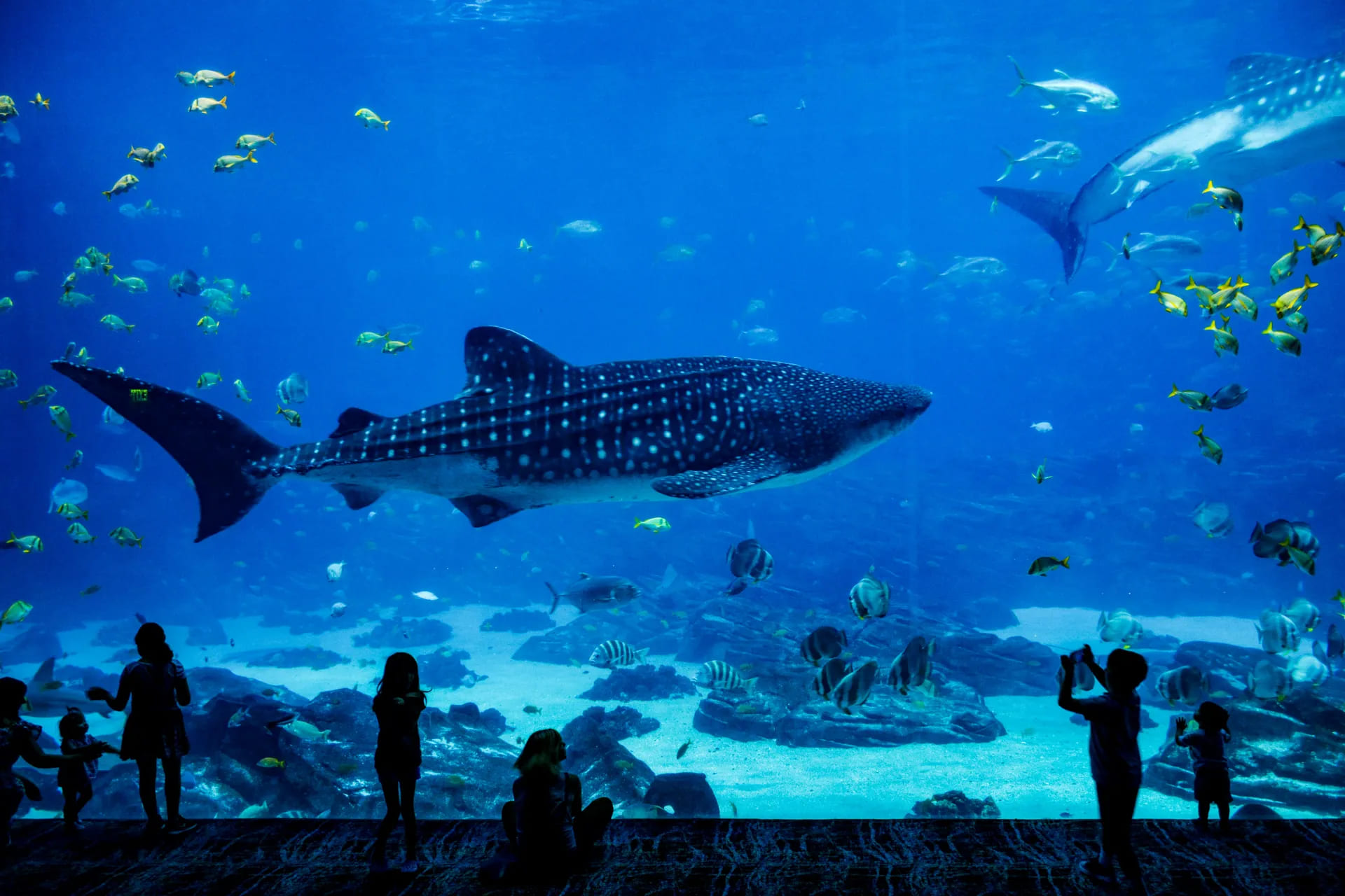 aquarium en famille vacances rochelle