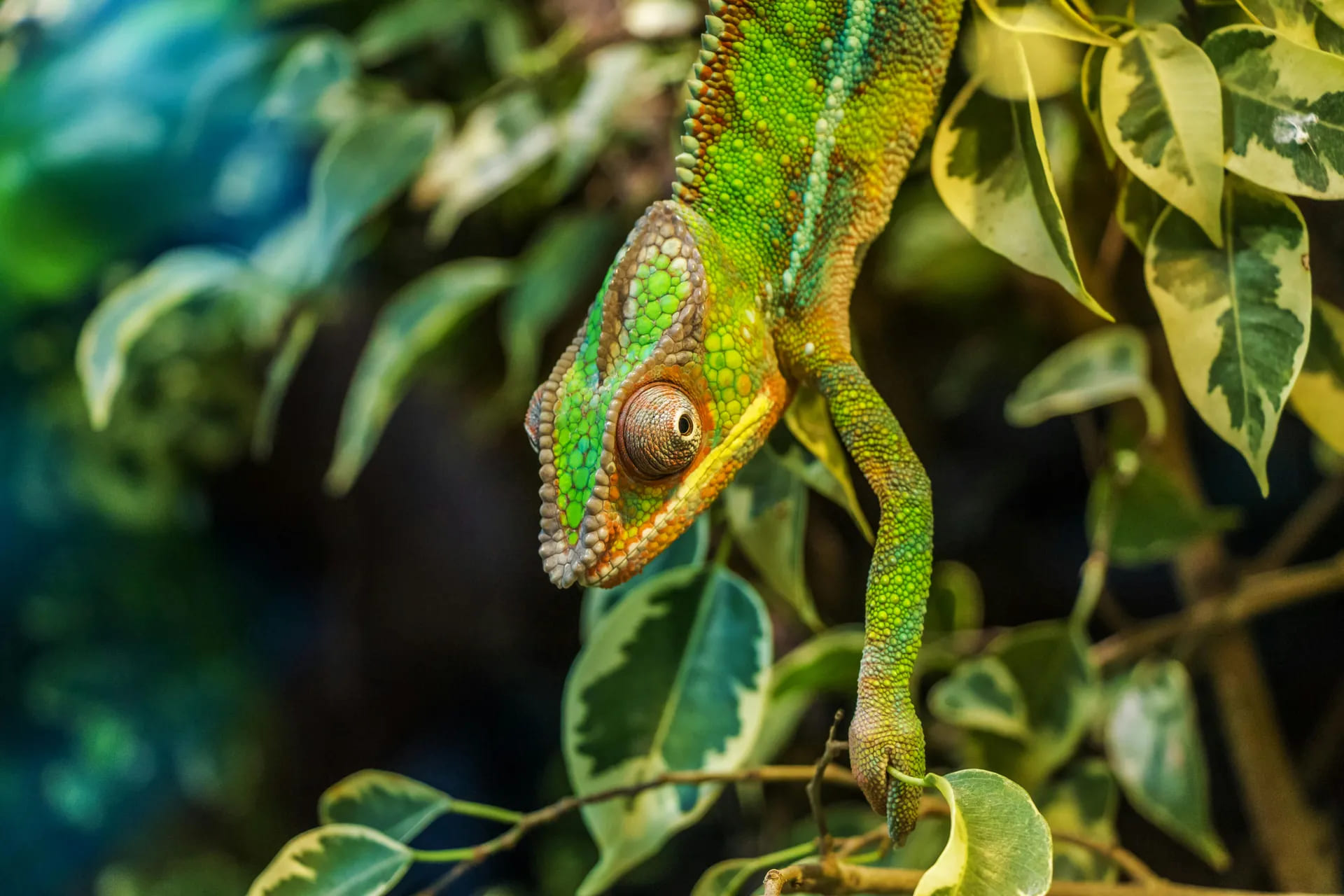 visite zoo planet exotica royan